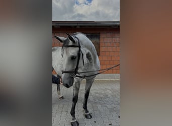 Caballo de deporte alemán, Yegua, 10 años, 170 cm, Tordo rodado