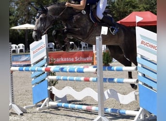 Caballo de deporte alemán, Yegua, 10 años, 170 cm, Tordo rodado