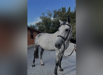 Caballo de deporte alemán, Yegua, 10 años, 170 cm, Tordo rodado