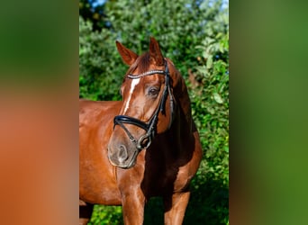 Caballo de deporte alemán, Yegua, 10 años, 172 cm, Alazán-tostado