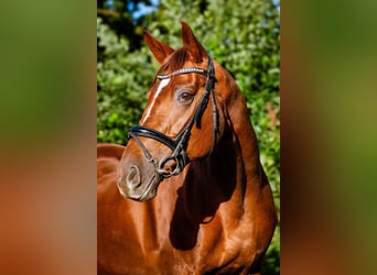 Caballo de deporte alemán, Yegua, 10 años, 172 cm, Alazán-tostado