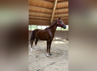Caballo de deporte alemán, Yegua, 10 años, 173 cm, Alazán-tostado