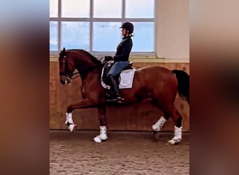 Caballo de deporte alemán, Yegua, 10 años, 173 cm, Castaño
