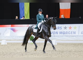 Caballo de deporte alemán, Yegua, 10 años, 175 cm, Castaño oscuro