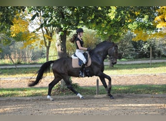 Caballo de deporte alemán, Yegua, 10 años, 175 cm, Castaño oscuro