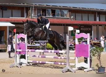 Caballo de deporte alemán, Yegua, 10 años, 177 cm, Negro