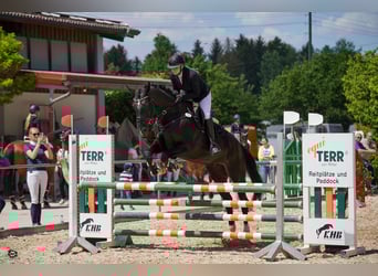 Caballo de deporte alemán, Yegua, 10 años, 177 cm, Negro