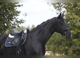 Caballo de deporte alemán, Yegua, 10 años, 177 cm, Negro