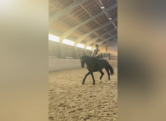 Caballo de deporte alemán, Yegua, 10 años, 177 cm, Negro