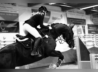 Caballo de deporte alemán, Yegua, 10 años, 177 cm, Negro