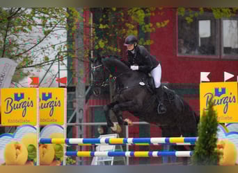 Caballo de deporte alemán, Yegua, 10 años, 177 cm, Negro