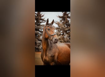 Caballo de deporte alemán, Yegua, 10 años, 180 cm, Castaño