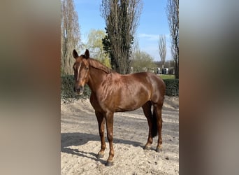 Caballo de deporte alemán, Yegua, 10 años, Alazán-tostado