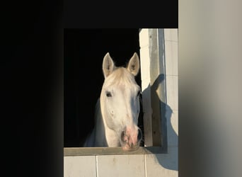 Caballo de deporte alemán, Yegua, 11 años, 164 cm, Tordo