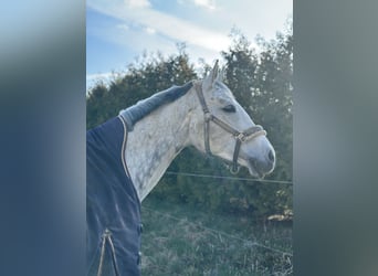 Caballo de deporte alemán, Yegua, 11 años, 164 cm, Tordo rodado