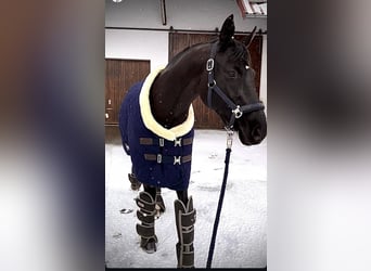 Caballo de deporte alemán, Yegua, 11 años, 165 cm, Negro