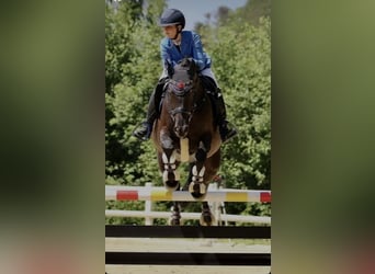 Caballo de deporte alemán, Yegua, 11 años, 165 cm, Negro