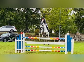 Caballo de deporte alemán, Yegua, 11 años, 166 cm, Tordo