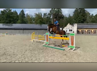 Caballo de deporte alemán, Yegua, 11 años, 167 cm, Castaño