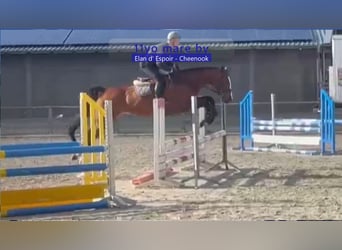 Caballo de deporte alemán, Yegua, 11 años, 168 cm, Castaño