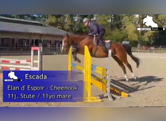 Caballo de deporte alemán, Yegua, 11 años, 168 cm, Castaño
