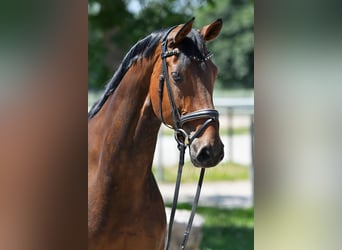 Caballo de deporte alemán, Yegua, 11 años, 168 cm, Castaño oscuro