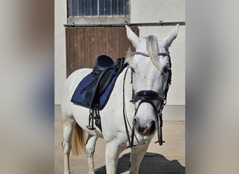 Caballo de deporte alemán, Yegua, 11 años, 168 cm, Tordo