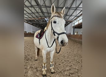 Caballo de deporte alemán, Yegua, 11 años, 168 cm, Tordo