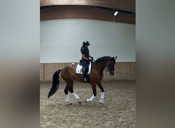 Caballo de deporte alemán, Yegua, 11 años, 170 cm, Castaño