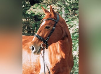 Caballo de deporte alemán, Yegua, 11 años, 171 cm, Alazán