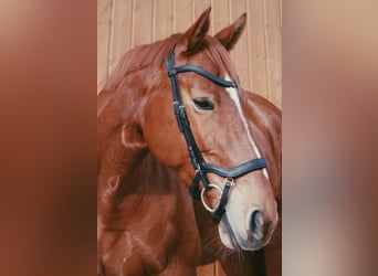 Caballo de deporte alemán, Yegua, 11 años, 171 cm, Alazán