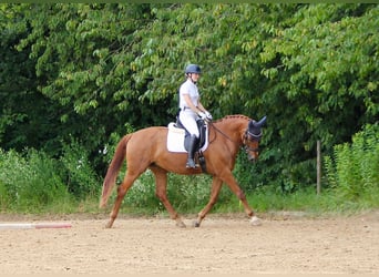 Caballo de deporte alemán, Yegua, 11 años, 171 cm, Alazán