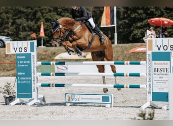 Caballo de deporte alemán, Yegua, 11 años, 172 cm, Alazán