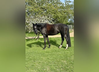 Caballo de deporte alemán, Yegua, 11 años, 174 cm, Castaño