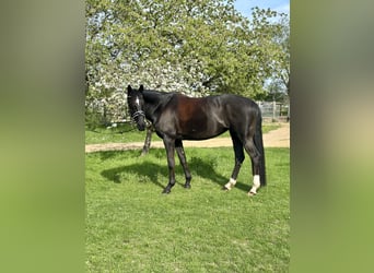 Caballo de deporte alemán, Yegua, 11 años, 174 cm, Castaño