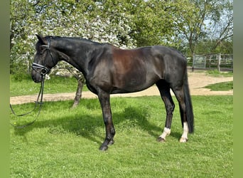 Caballo de deporte alemán, Yegua, 11 años, 174 cm, Castaño