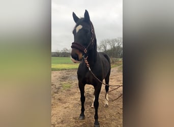 Caballo de deporte alemán, Yegua, 11 años, 174 cm, Castaño oscuro