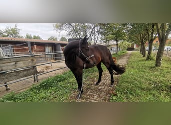 Caballo de deporte alemán, Yegua, 11 años, 174 cm, Castaño oscuro