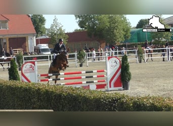 Caballo de deporte alemán, Yegua, 12 años, 155 cm, Alazán