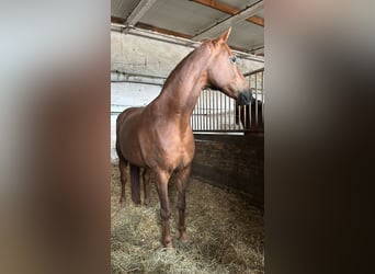 Caballo de deporte alemán, Yegua, 12 años, 155 cm, Alazán-tostado