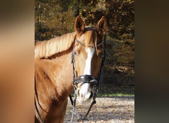 Caballo de deporte alemán, Yegua, 12 años, 160 cm, Alazán