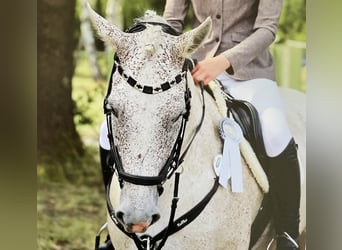 Caballo de deporte alemán, Yegua, 12 años, 161 cm, Tordo picazo