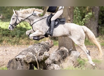 Caballo de deporte alemán, Yegua, 12 años, 161 cm, Tordo picazo