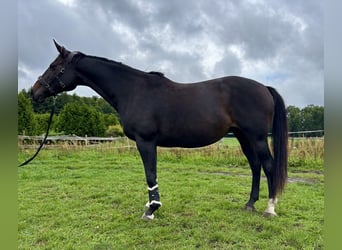 Caballo de deporte alemán, Yegua, 12 años, 165 cm, Castaño