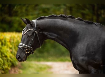Caballo de deporte alemán, Yegua, 12 años, 165 cm, Negro