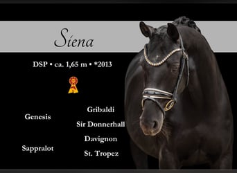 Caballo de deporte alemán, Yegua, 12 años, 165 cm, Negro