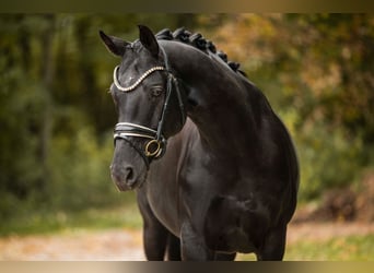Caballo de deporte alemán, Yegua, 12 años, 165 cm, Negro