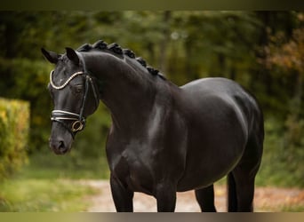 Caballo de deporte alemán, Yegua, 12 años, 165 cm, Negro