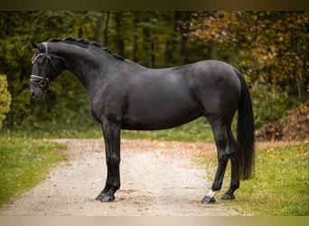 Caballo de deporte alemán, Yegua, 12 años, 165 cm, Negro