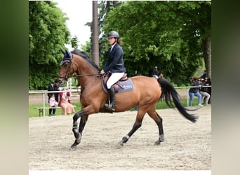 Caballo de deporte alemán, Yegua, 12 años, 166 cm, Castaño